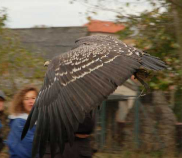 Sokolníci