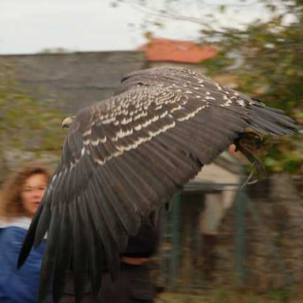 Sokolníci